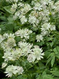 Astrantia major seeds - (Great Masterwort)