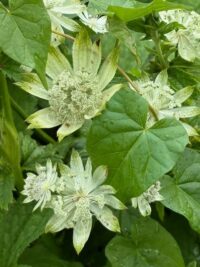 Astrantia major seeds - (Great Masterwort) - Image 2