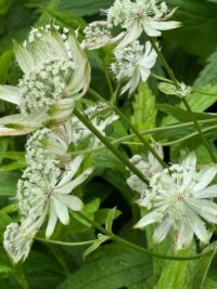Astrantia major seeds - (Great Masterwort) - Image 3