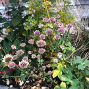 Astrantia maxima seeds - (Masterwort)