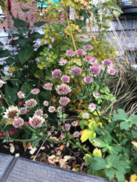 Astrantia maxima seeds - (Masterwort)