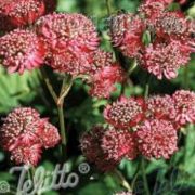 Astrantia major 'Rose Symphony' seeds - (Masterwort)