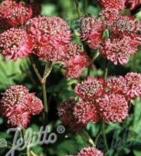 Astrantia major 'Rose Symphony' seeds - (Masterwort)