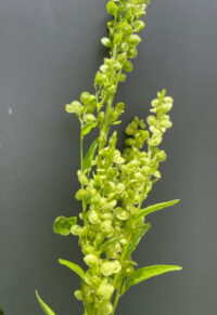 Atriplex hortensis 'Green Plume' seeds - (Orache)