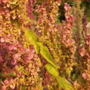 Atriplex hortensis 'Ruby Gold' seeds - ( Orache)