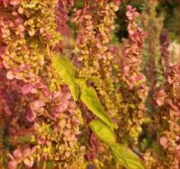 Atriplex hortensis 'Ruby Gold'  seeds - ( Orache)