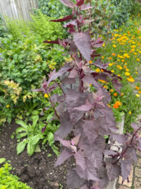 Atriplex hortensis 'Red plume' seeds