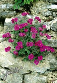 Aubrieta x cultorum 'Royal Cascade Red' seeds - ( Rock cress)