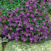 Aubrieta x cultorum 'Royal Cascade Blue' plants