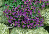 Aubrieta x cultorum 'Royal Cascade Blue' plants