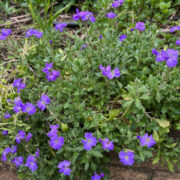 Aubrieta x cultorum 'Blue Babe' seeds - (Rock cress)
