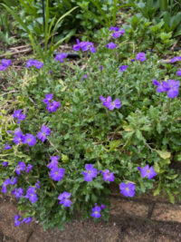 Aubrieta x cultorum 'Royal Cascade Blue' seeds - ( Rock Cress) - Image 3