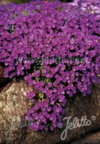 Aubrieta x cultorum 'Royal Cascade Purple -Violet ' seeds - (Rock Cress)