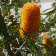 Banksia ashbyi ssp boreoscaia ( dwarf form) seeds - ( Ashby's Banksia)