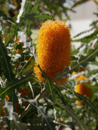 Banksia ashbyi ssp boreoscaia ( dwarf form) seeds - ( Ashby's Banksia)