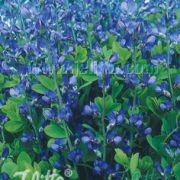Baptisia australis 'Caspian Blue' seeds - (False Blue Indigo)
