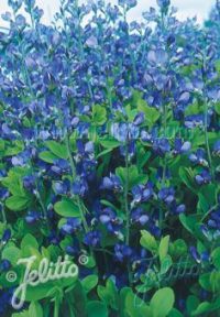 Baptisia australis 'Caspian Blue' seeds - (False Blue Indigo)