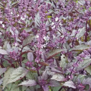 Ocimum basilicum 'Aromatto'  seeds - ( Basil)