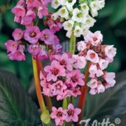 Bergenia cordifolia "New Hybrids' seeds - ( Elephants Ears)