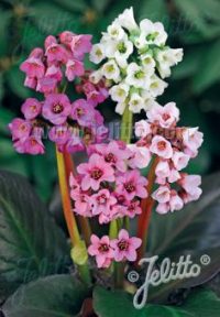 Bergenia cordifolia "New Hybrids' seeds - ( Elephants Ears)