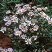 Boltonia asteroides var latisquama  'Nana'  ( False Chamomile)