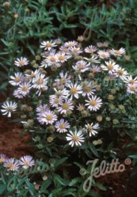 Boltonia asteroides var latisquama  'Nana'  ( False Chamomile)