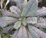 Brassica oleracia 'Dazzling Blue'  seeds- ( Kale)