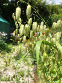 Briza maxima seeds- (Greater Quaking Grass)