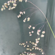Briza media seeds- (Quaking Grass, Doddering Dillies)