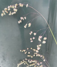 Briza media seeds- (Quaking Grass, Doddering Dillies)