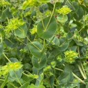 Bupleurum rotundifolium grifithii 'Green Gold' seeds - (Hare's Ear)