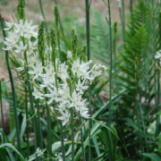 Camassia leichtlinii Alba seeds