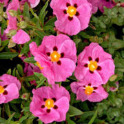 Cistus albidus 'Pink Silk' seed - (Rock Rose)