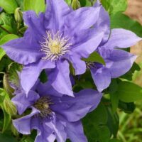 Clematis patens 'Sapphire Silk' seeds