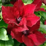 Clematis patens 'Baby sangria' seeds