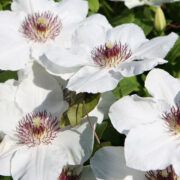 Clematis patens 'Baby Alba' seeds
