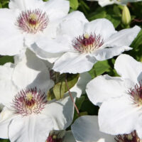 Clematis patens 'Baby Alba' seeds