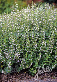 Calamintha nepeta 'Blue Cloud' seeds - (Blue Cloud Catmint)