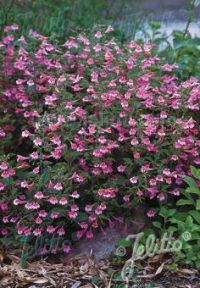 Calamintha grandiflora 'Elfin Purple'  seeds - ( Large flowered Calaminth)
