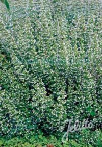 Calamintha nepeta 'White Cloud strain' seeds - (White Cloud Catmint) seeds