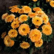 Calendula officinalis 'Apricot Twist' seeds - (Pot marigold)