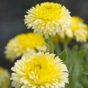 Calendula officinalis 'Double Lemon' seeds - ( Pot Marigold)