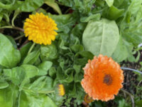 Calendula officinalis 'Cantaloupe' seeds - ( Pot marigold)