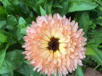 Calendula officinalis  'Zeolights' seeds - (Pot Marigold)