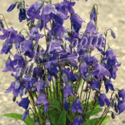 Campanula collina seeds - (Sage leafed bellflower)