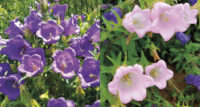 Campanula medium 'Cup and Saucer Mix' seeds - ( Canterbury Bells)