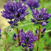 Campanula glomerata var dahurica seeds - ( Clustered Bellflower)
