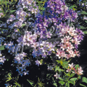 Campanula lactiflora 'New Hybrids' seeds - (Milky Bellflower)
