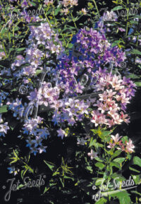 Campanula lactiflora 'New Hybrids' seeds - (Milky Bellflower)