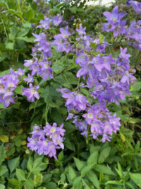 Campanula lactiflora 'Pritchards Variety' seeds - (Milky bellflower Pritchards Variety)
